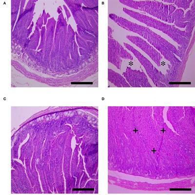 Effect of Organic Selenium-Enriched Yeast on Relieving the Deterioration of Layer Performance, Immune Function, and Physiological Indicators Induced by Heat Stress